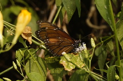 Danaus eresimus montezuma