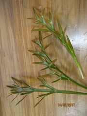 Aciphylla hookeri