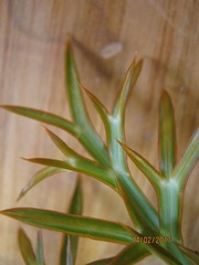Aciphylla hookeri