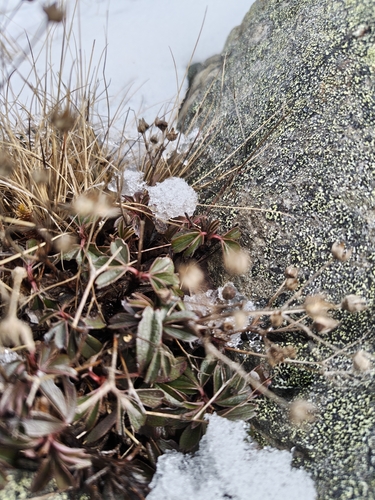 three-toothed cinquefoil (Sibbaldiopsis tridentata)