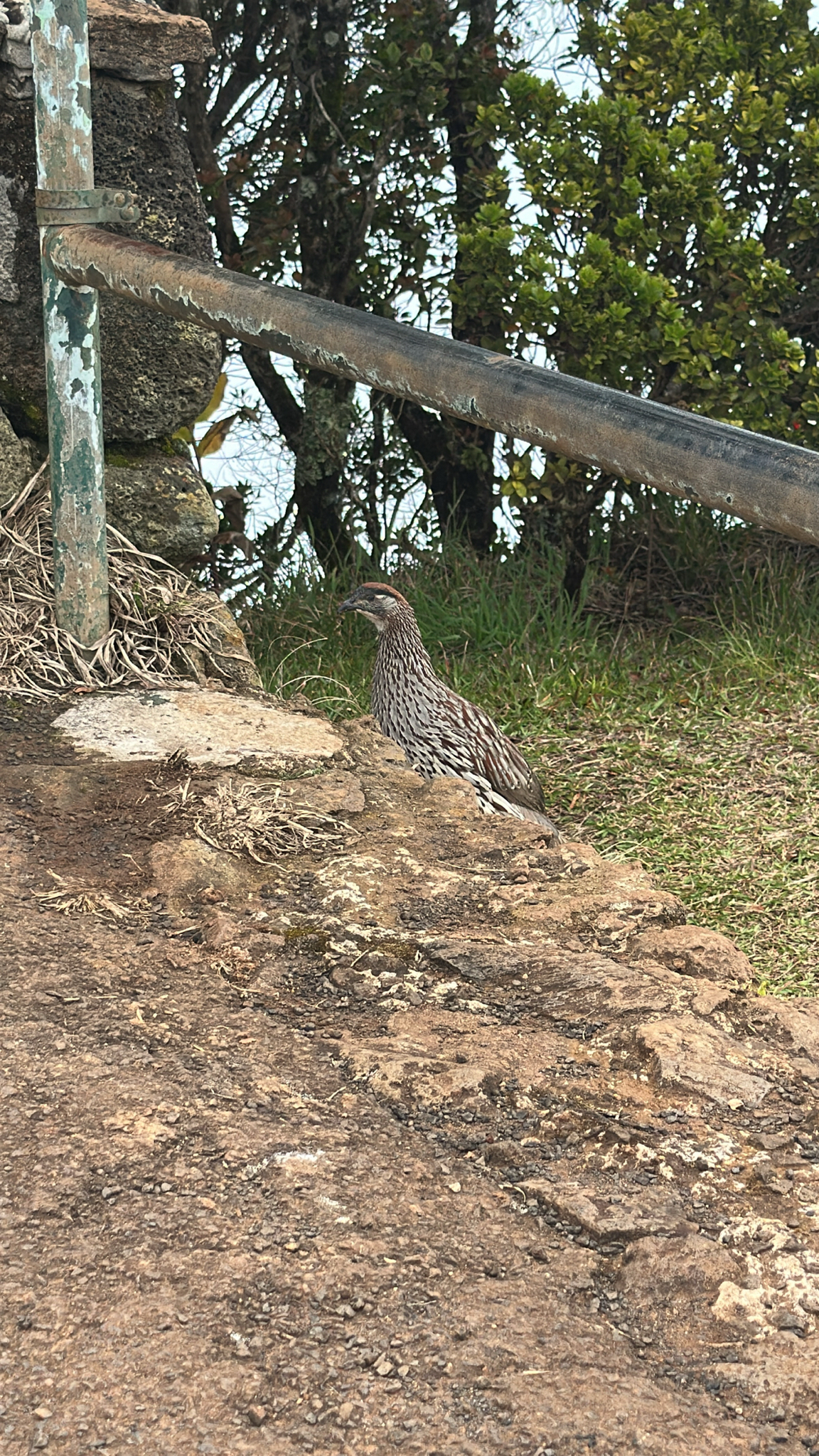 Erckel's Spurfowl (Pternistis erckelii), photo 4
