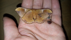 Goodia kuntzei