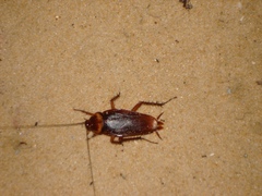 Periplaneta americana