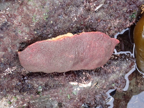 Cryptochiton stelleri