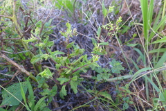 Senecio kermadecensis