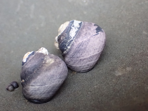 Tegula funebralis