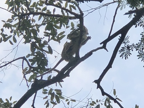 Long-tailed Macaque