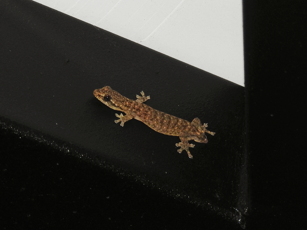 Penang Island Slender Gekko