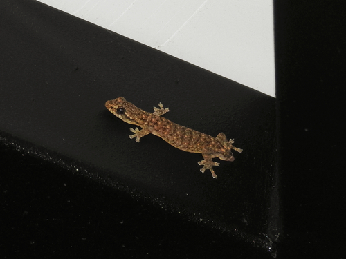 Penang Island Slender Gekko