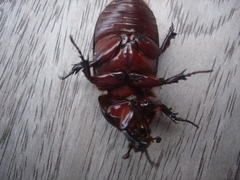 Oryctes rhinoceros