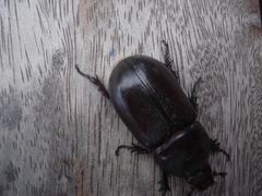 Oryctes rhinoceros