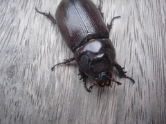 Oryctes rhinoceros