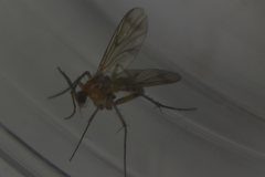 Diptera