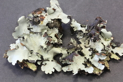 Parmotrema rampoddense