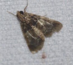 Orthaga atribasalis