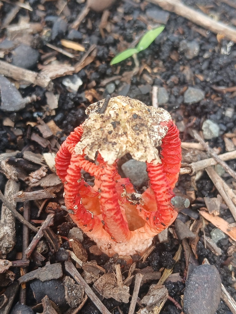 Colus pusillus · March 2026 · photo: © claire_grace83 (iNaturalist, cc-by)