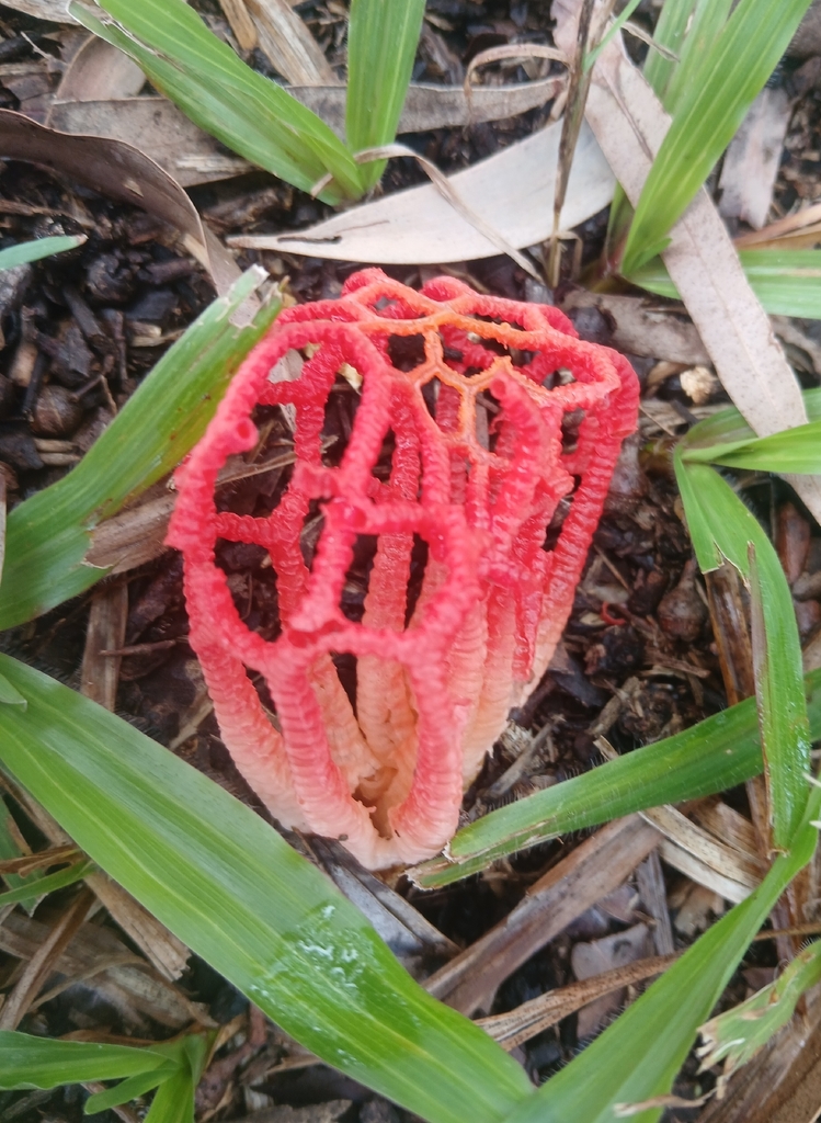 Colus pusillus · March 2026 · photo: © claire_grace83 (iNaturalist, cc-by)