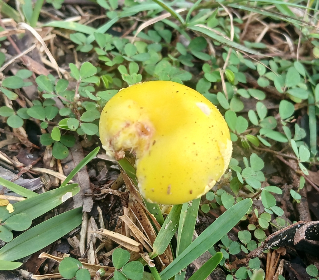 Amanita flavella · March 2026 · photo: © claire_grace83 (iNaturalist, cc-by)