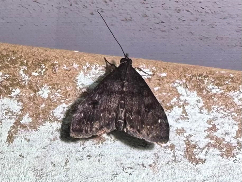 Udea stellata observed 2026-03-21
