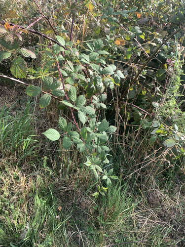 Rubus grabowskii (Rubus grabowskii)