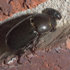 Dyscinetus