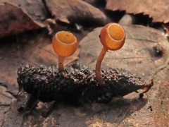 Ciboria betulicola