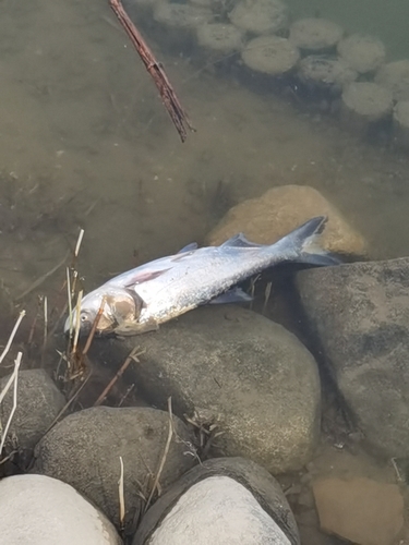 Silver Carp