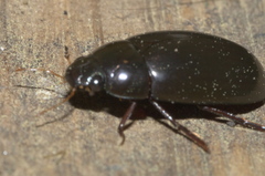 Hydrochara