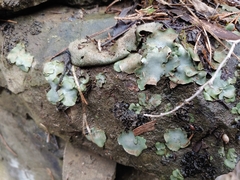 Dermatocarpon muhlenbergii