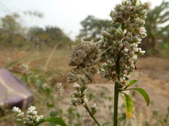 Pseudocreobotra wahlbergi
