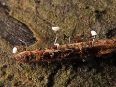 Antinoa juniperinella