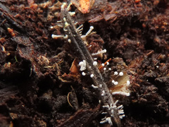 Antinoa juniperinella