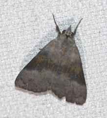 Avatha discolor