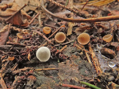 Ciboria coryli