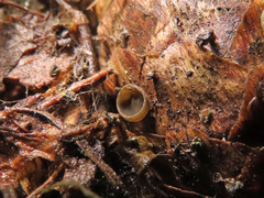 Piceomphale bulgarioides