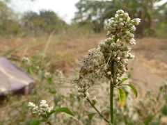 Pseudocreobotra wahlbergi