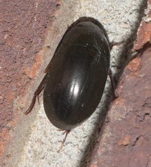 Hydrochara