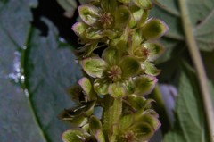 Phytolacca icosandra