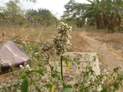 Pseudocreobotra wahlbergi