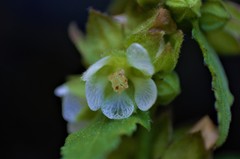 Kearnemalvastrum lacteum