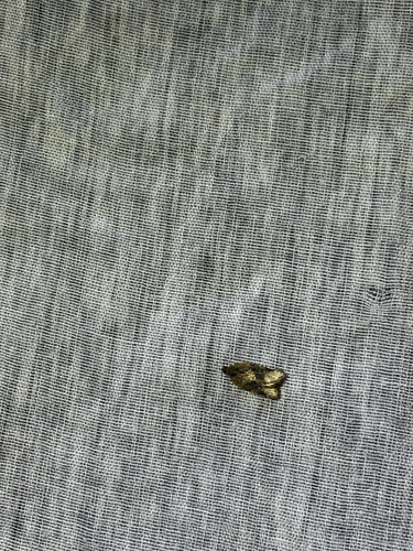 Red-banded Leafroller Moth photo 4
