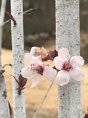 Prunus armeniaca