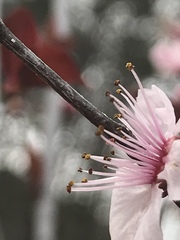 Prunus armeniaca