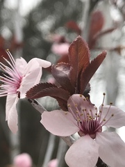 Prunus armeniaca