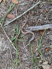 Plestiodon egregius similis