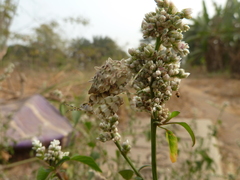 Pseudocreobotra wahlbergi