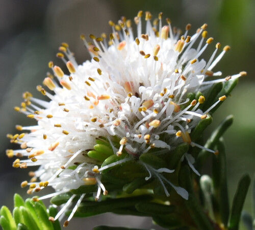 Gonaqua Buchu (Agathosma gonaquensis)
