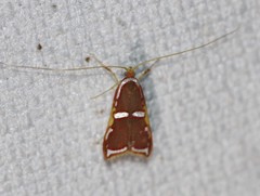 Barantola pulcherrima