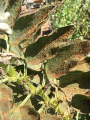 Botrytis fabae