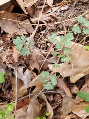 Corydalis flavula